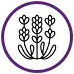 Lavender Essential Oil Icon