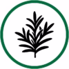 Rosemary